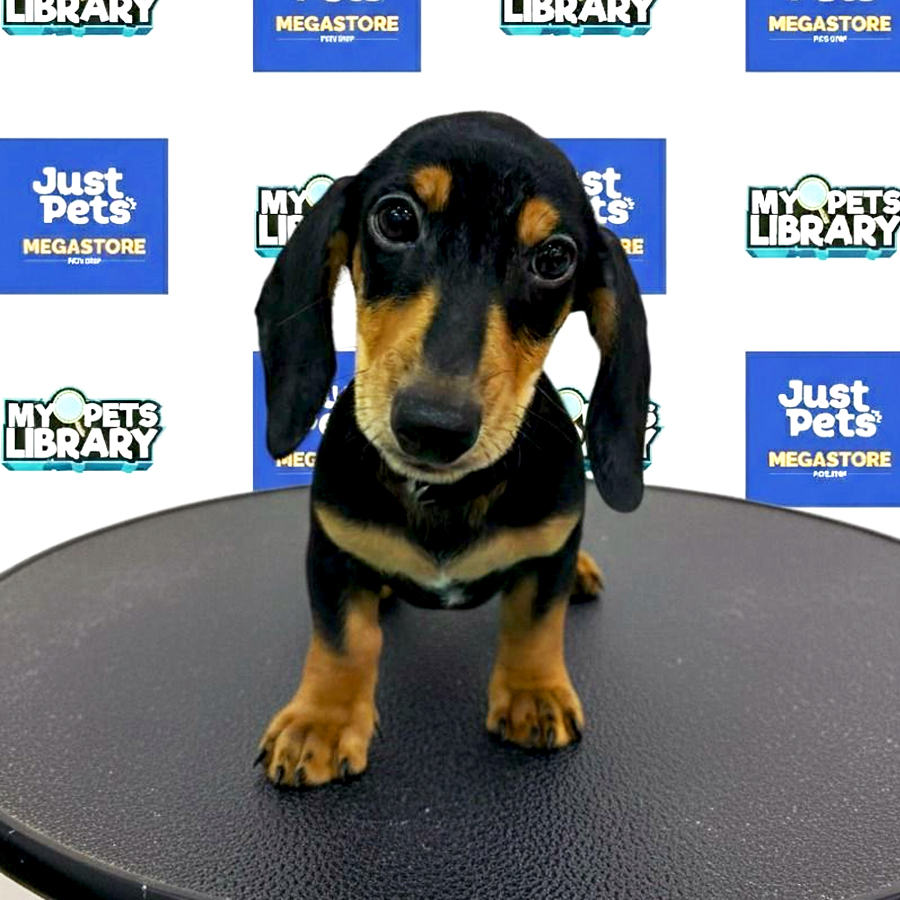 Daschund Puppy