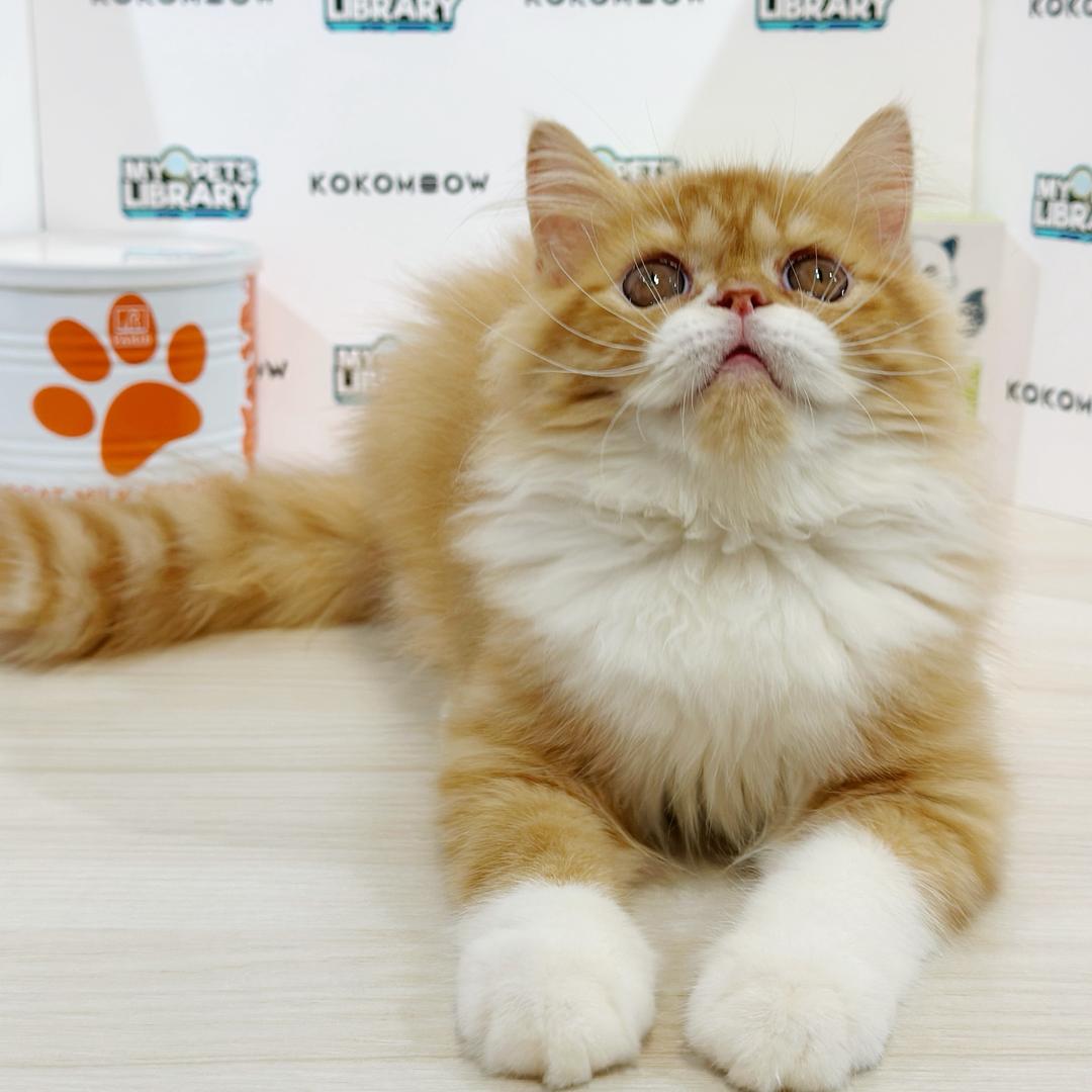 Persian Kitten