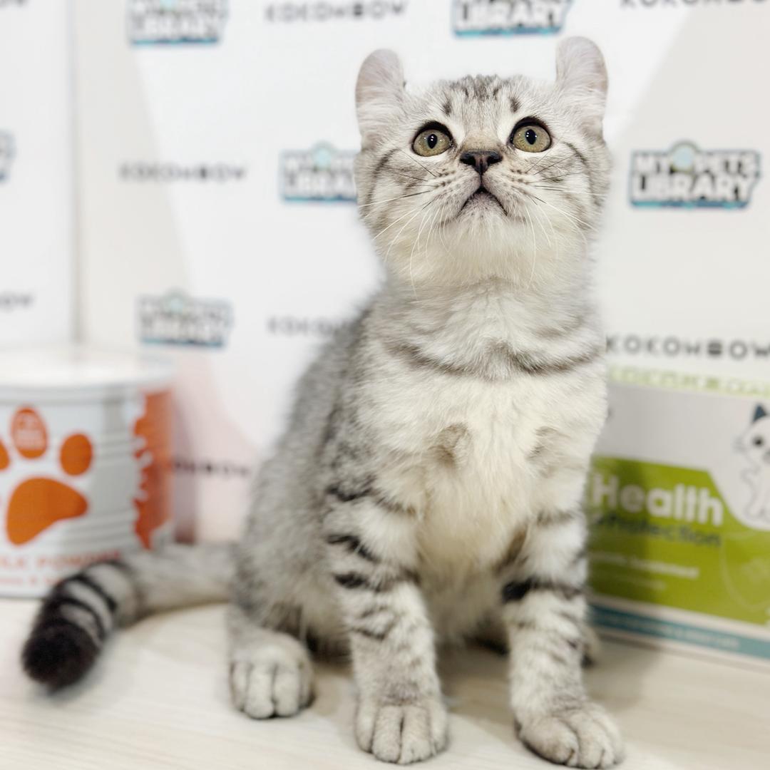 American Curl Kitten