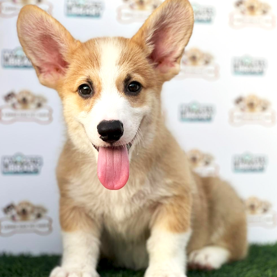 Welsh Corgi Puppy
