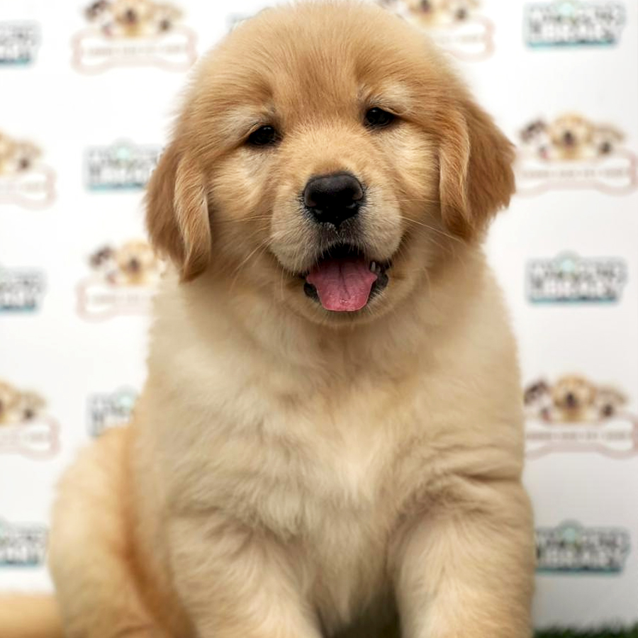 Golden Retriever Puppy