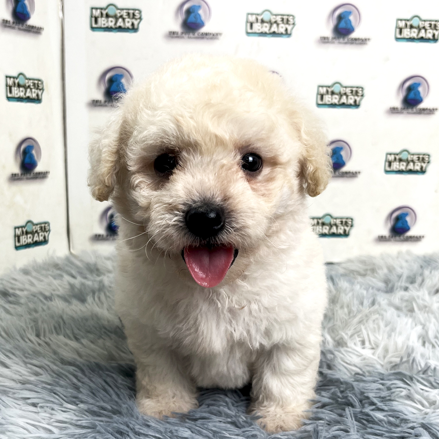 Poochon Puppy
