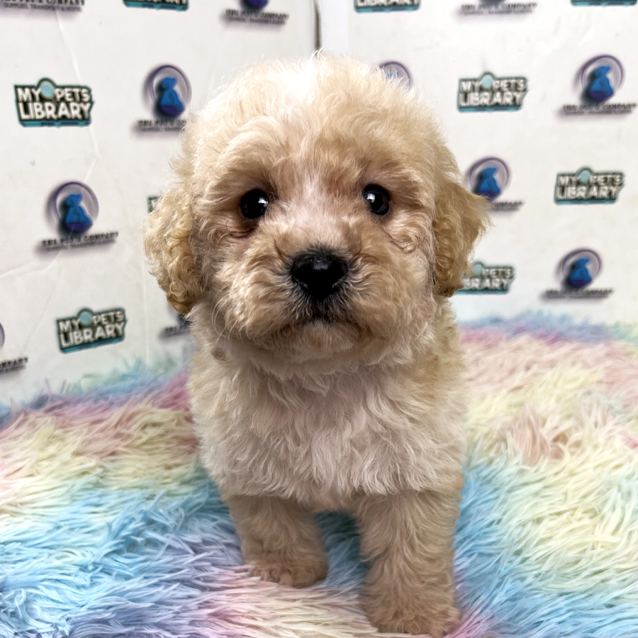 Maltipoo Puppy