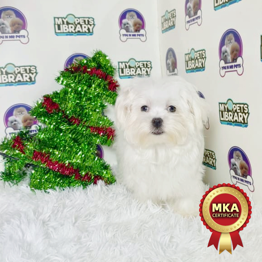 MKA Tiny Maltese Puppy