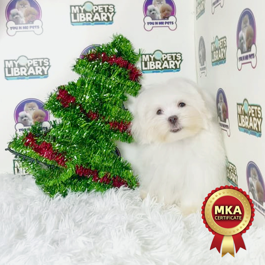 MKA Tiny Maltese Puppy
