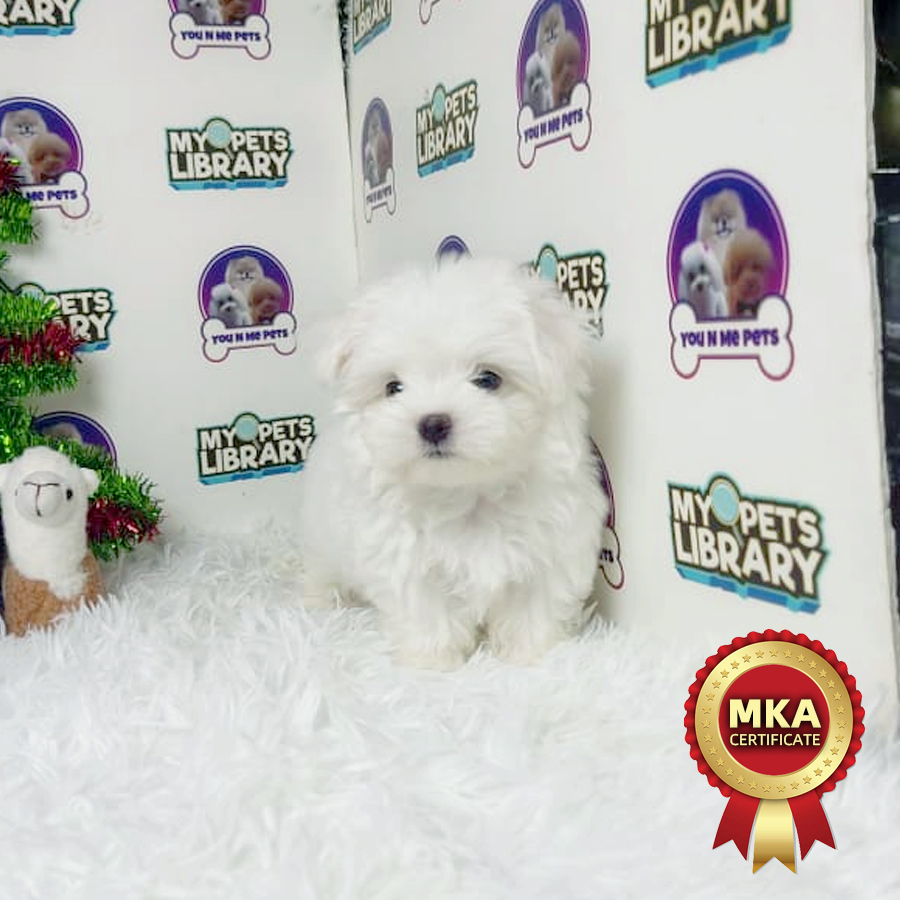 MKA Tiny Maltese Puppy