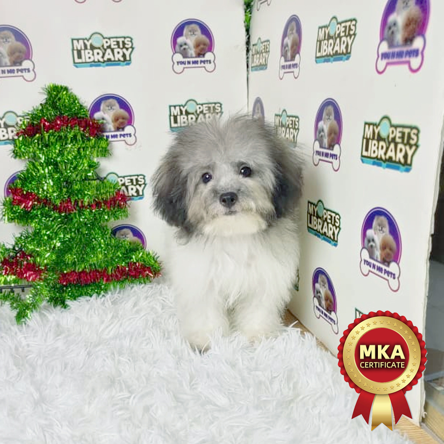 MKA Tiny Maltese Puppy