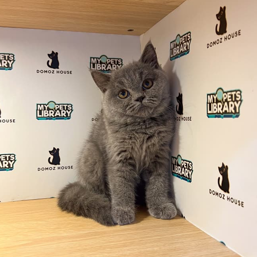 British Shorthair Kitten