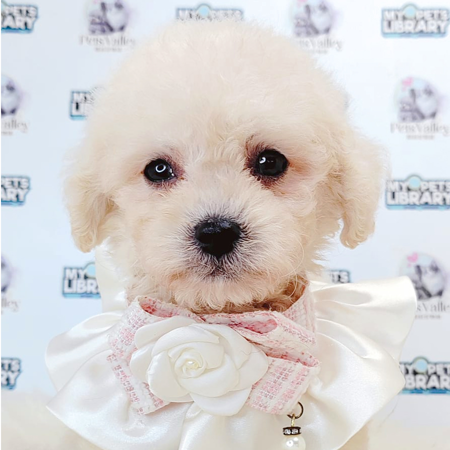 Toy Poodle Puppy