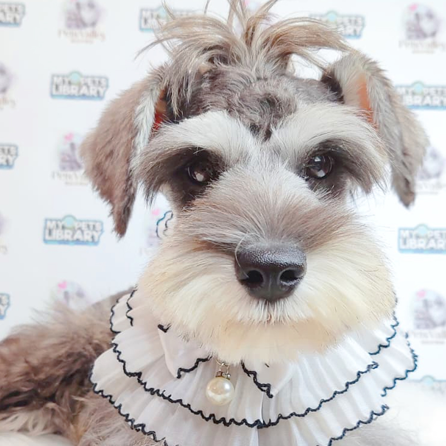 Schnauzer Puppy