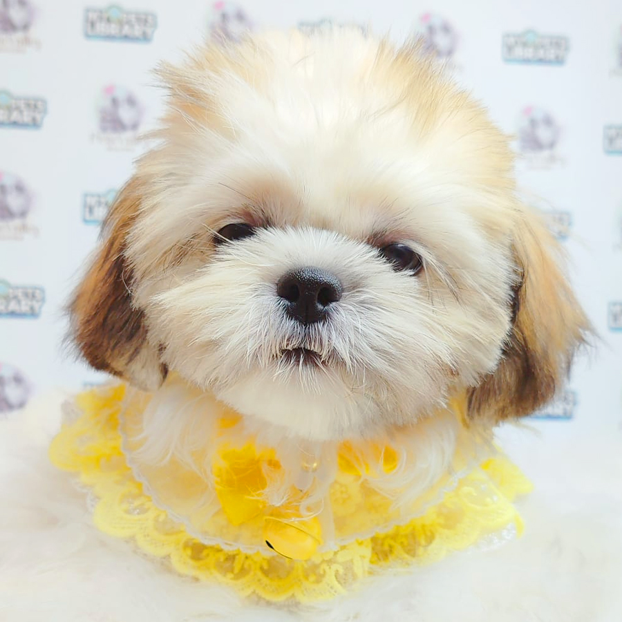 Shih Tzu Puppy