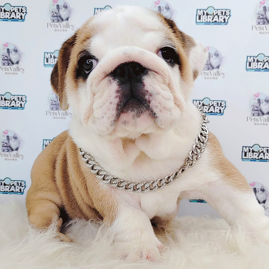 English Bulldog Puppy