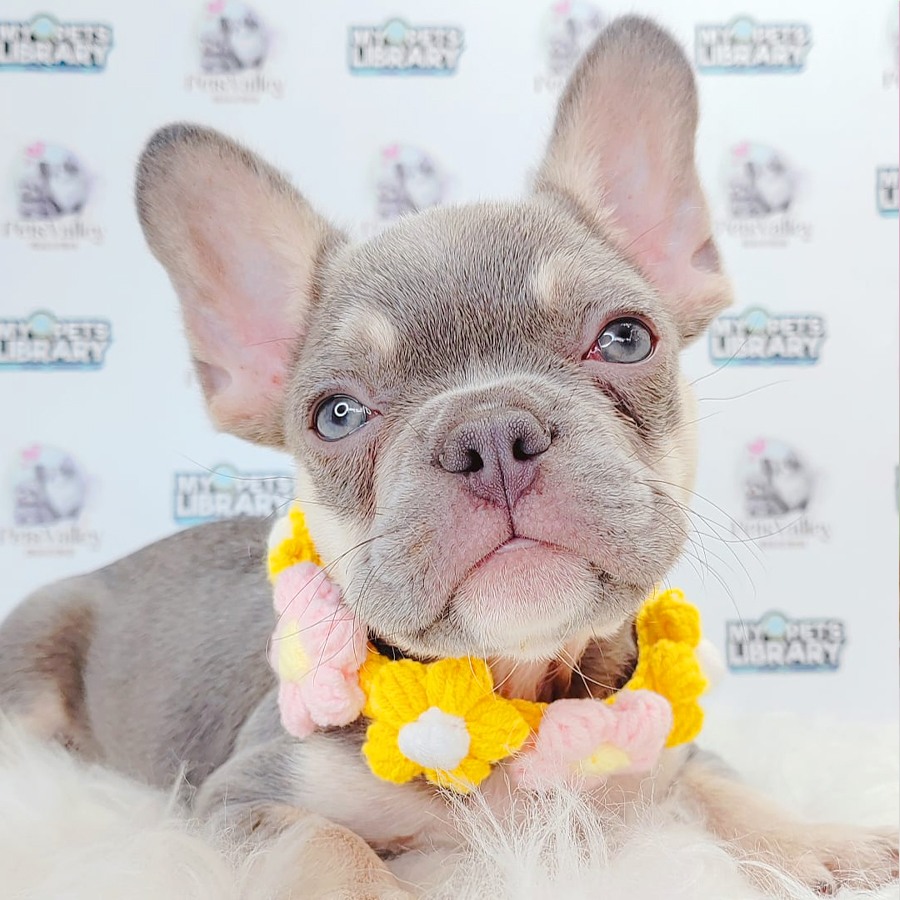 French Bulldog Puppy