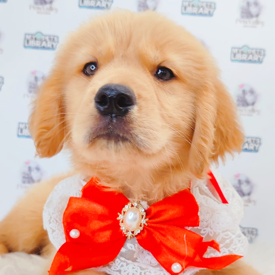 Golden Retriever Puppy