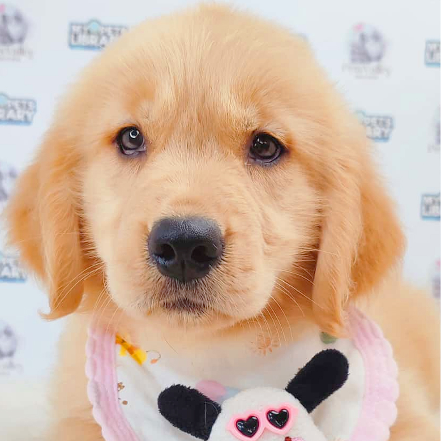 Golden Retriever Puppy
