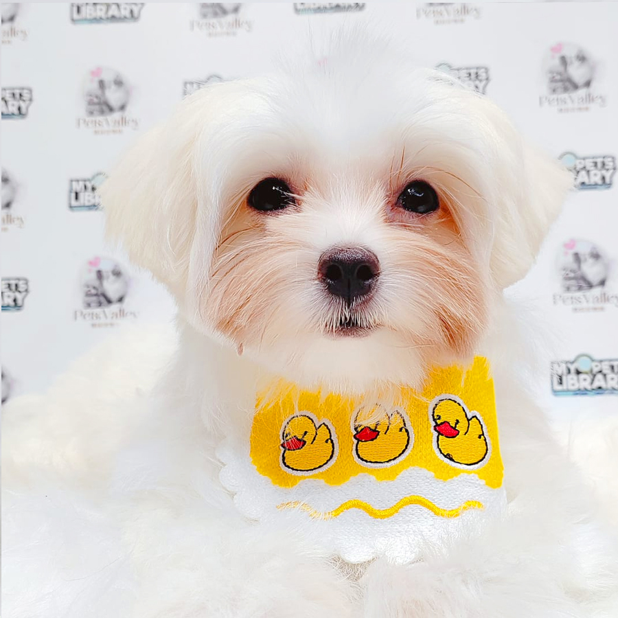 Maltese Puppy