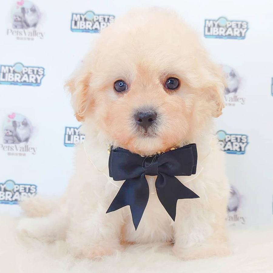 Maltipoo Puppy