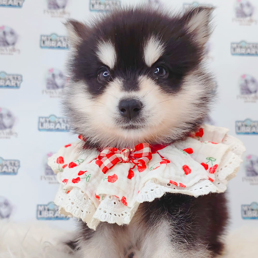 Pomsky Puppy