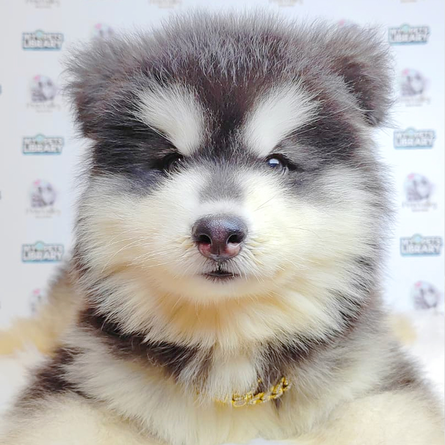 Wooly Alaskan Puppy