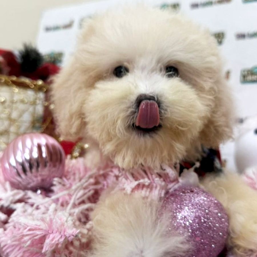 Maltipoo Puppy