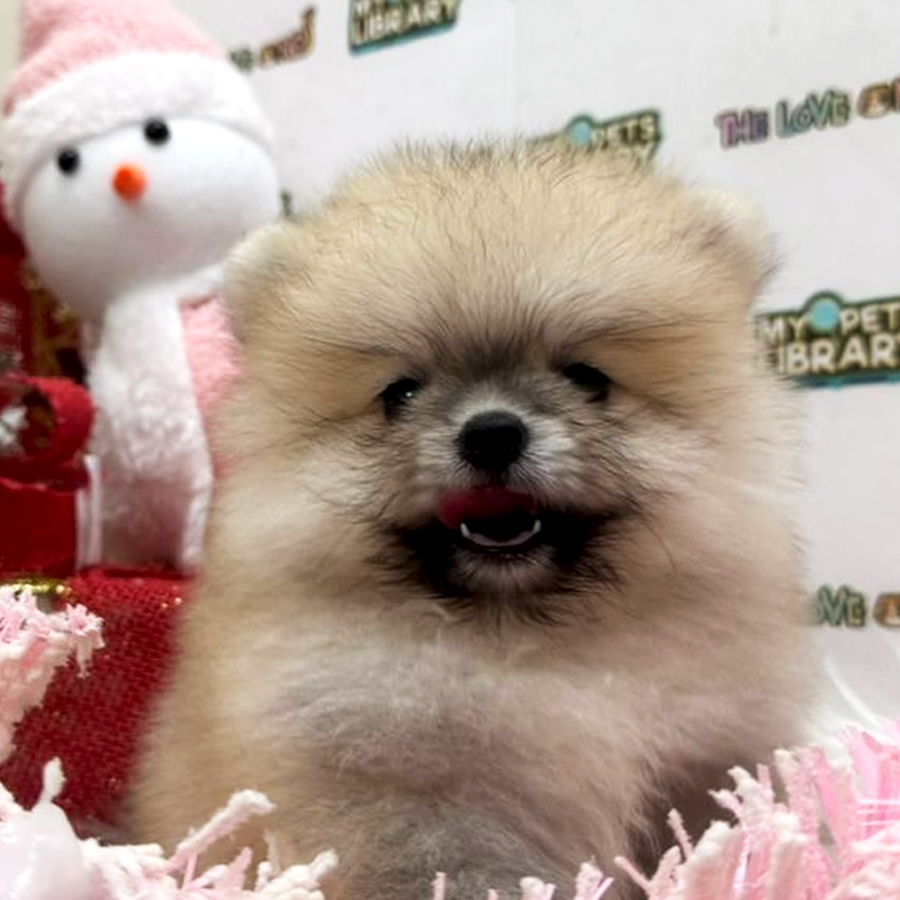 Tiny Pomeranian Puppy