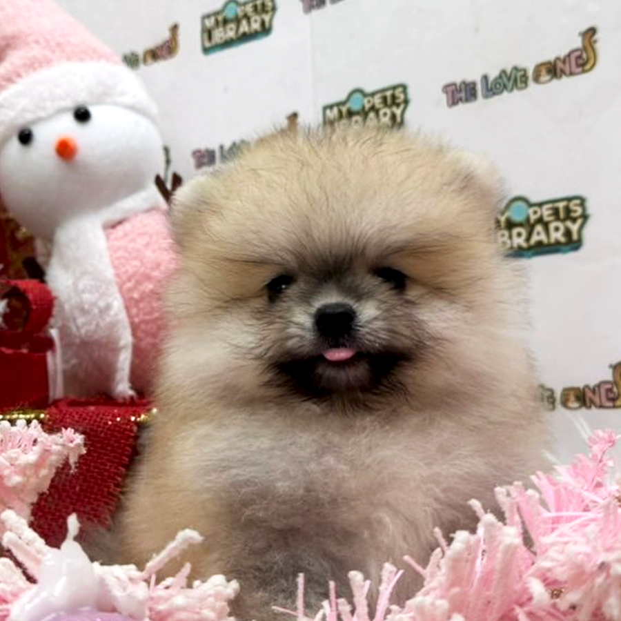 Tiny Pomeranian Puppy