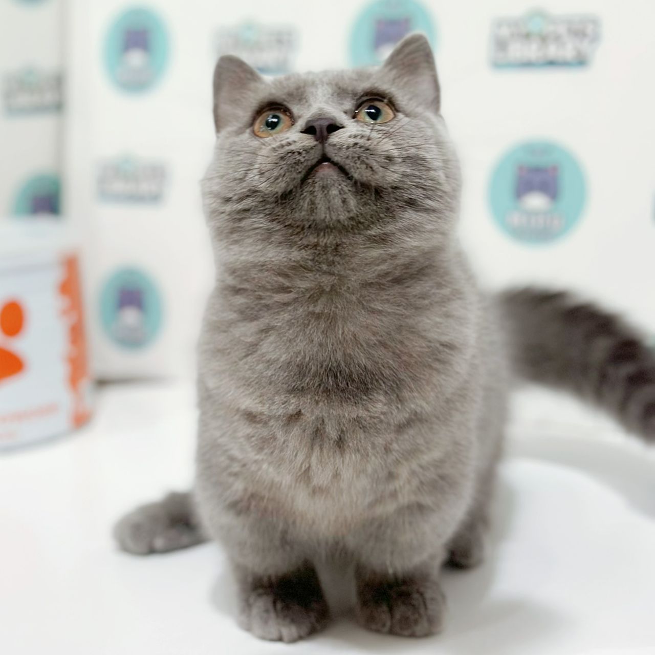 Super Short Munchkin British Shorthair Kitten