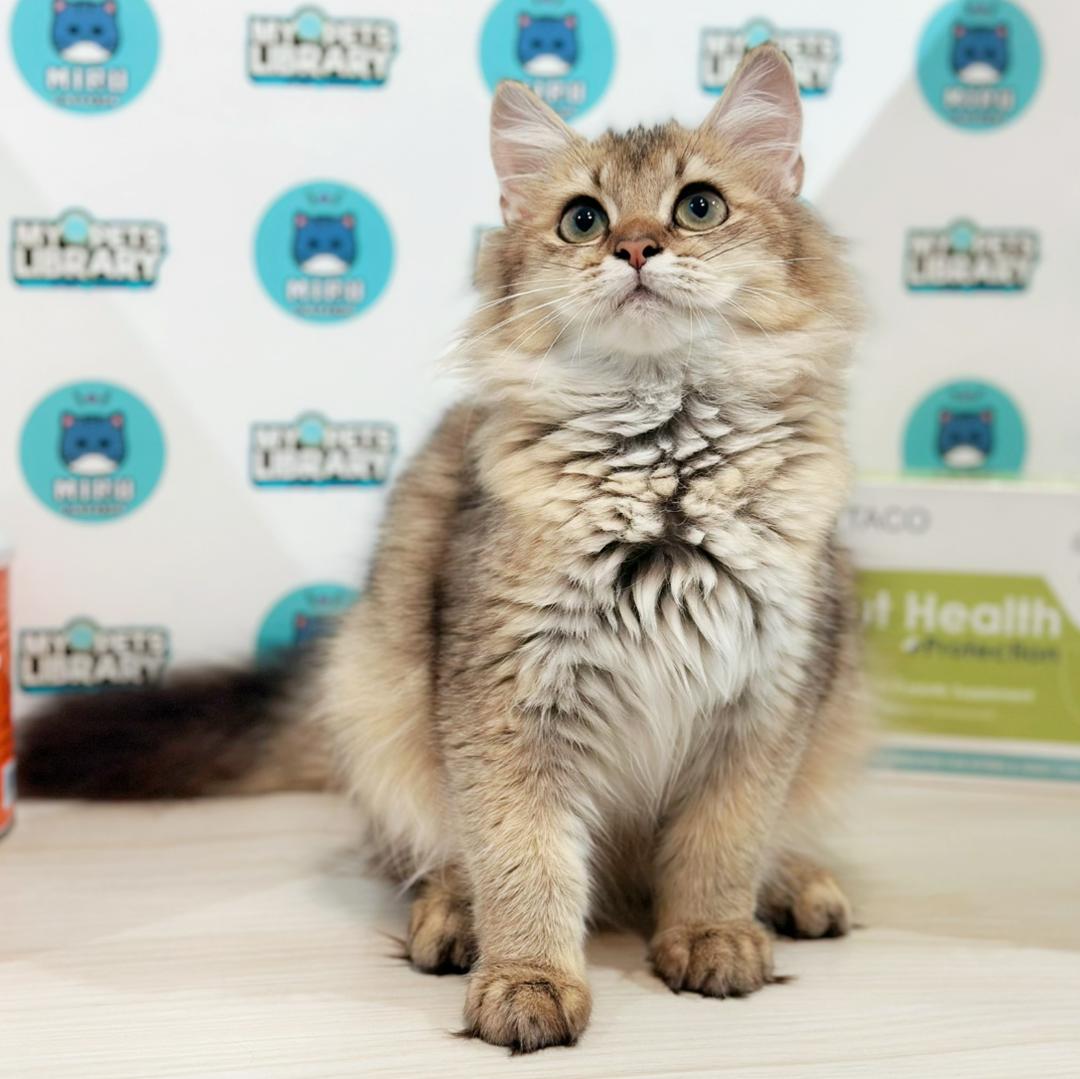 British Longhair Kitten