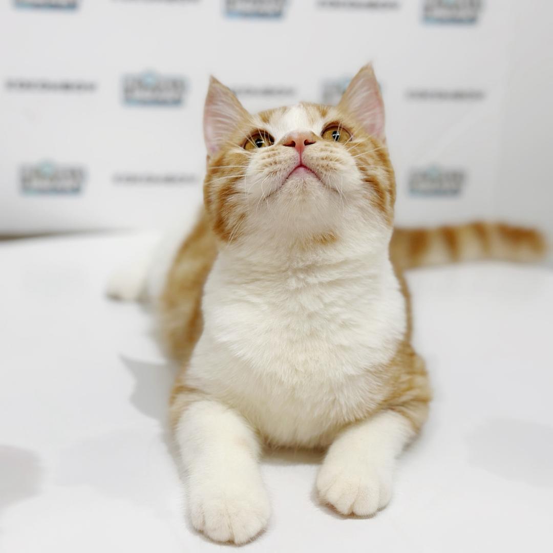 British Shorthair Kitten