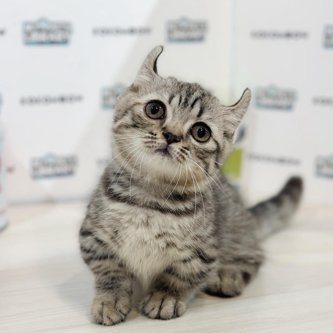 Super Short Munchkin Kinkalow Kitten
