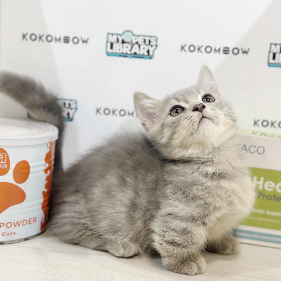 Super Short Munchkin British Shorthair Kitten