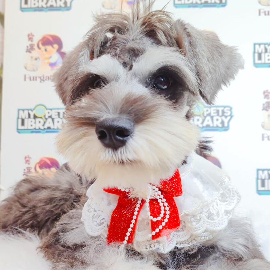 Schnauzer Puppy