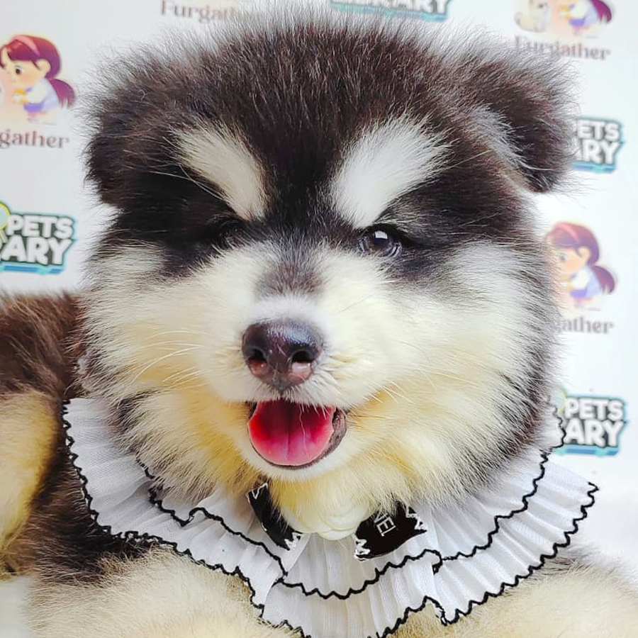 Wooly Alaskan Puppy