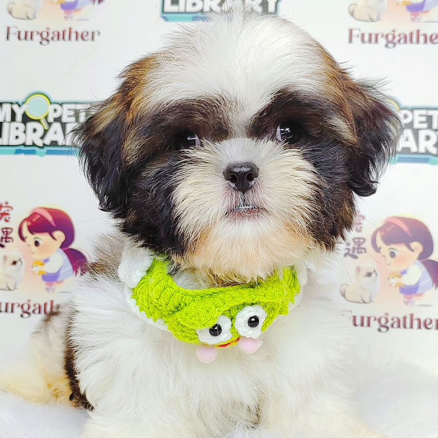 Shih Tzu Puppy