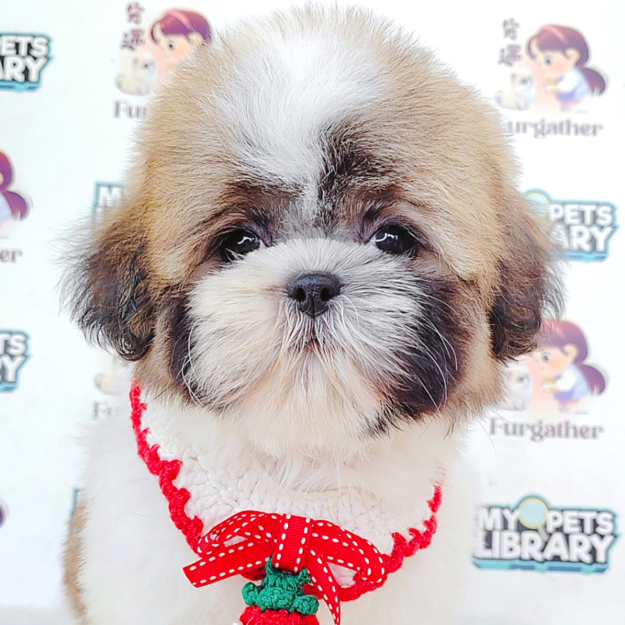 Shih Tzu Puppy