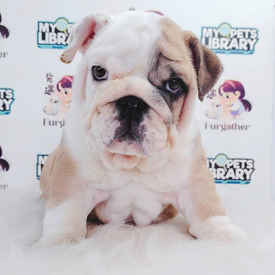 English Bulldog Puppy