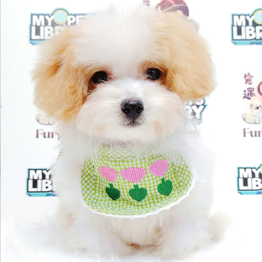 Maltipoo Puppy