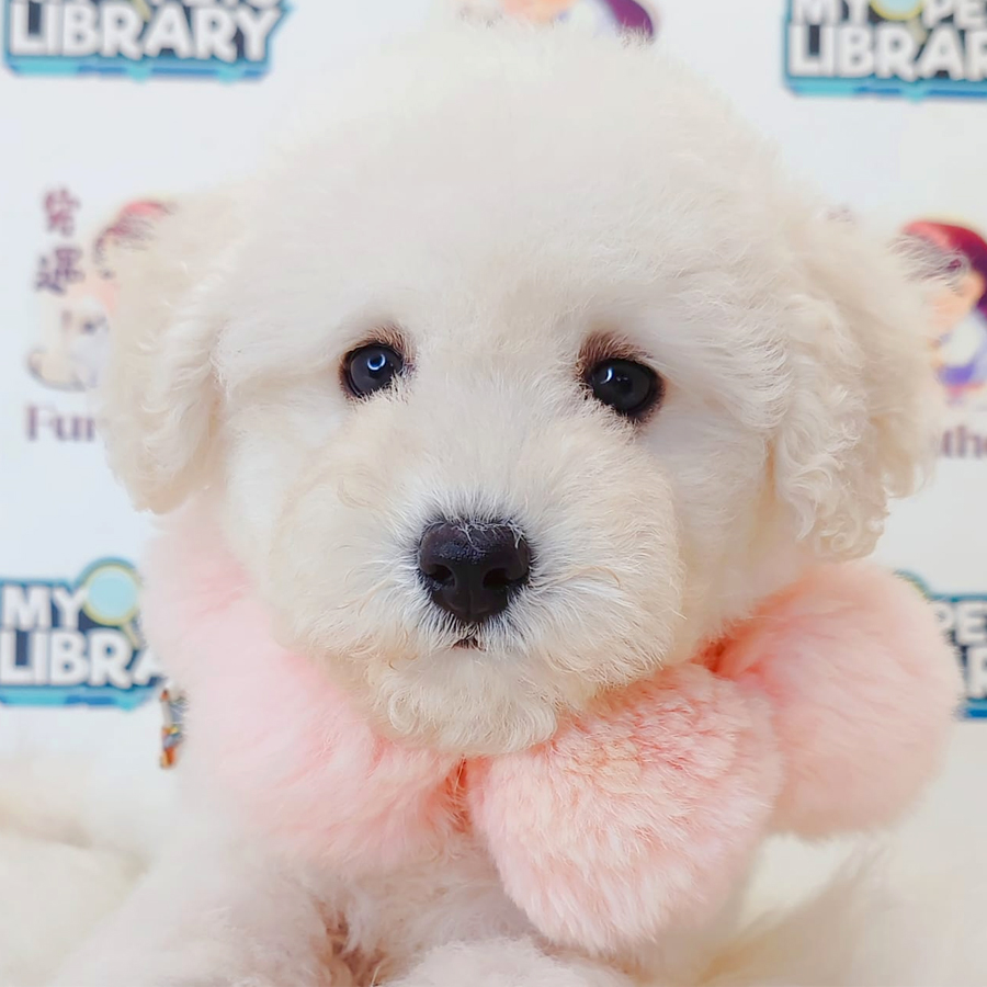 Toy Poodle Puppy