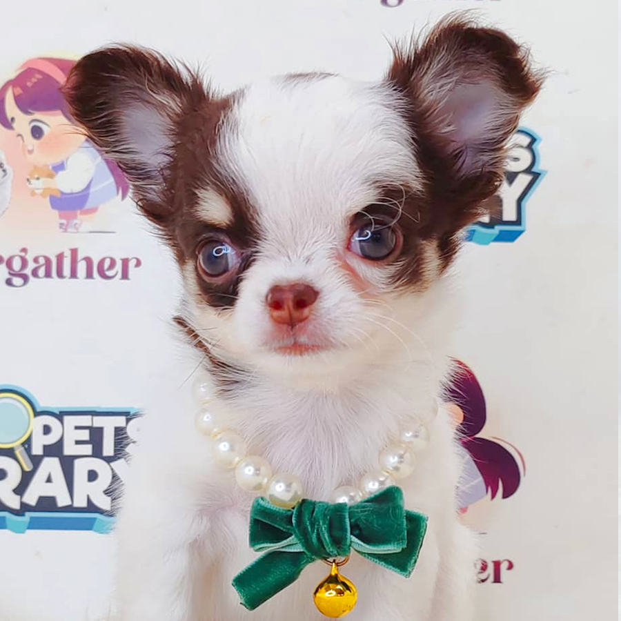 Long Coat  Chihuahua Puppy