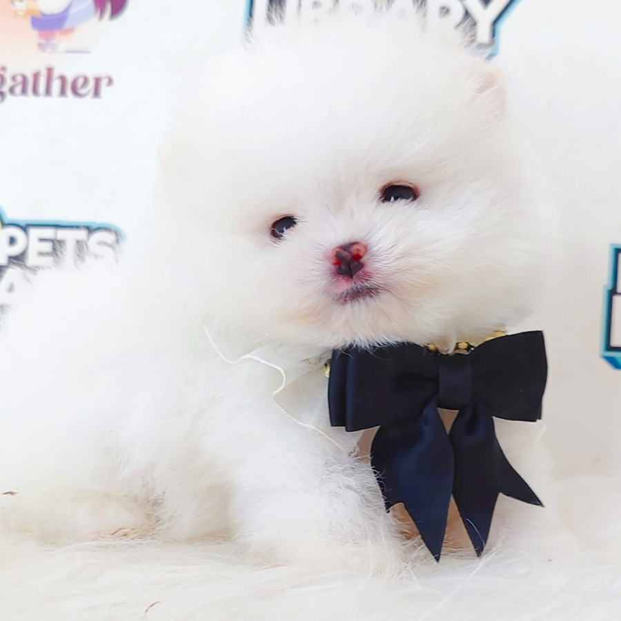 Pomeranian Puppy