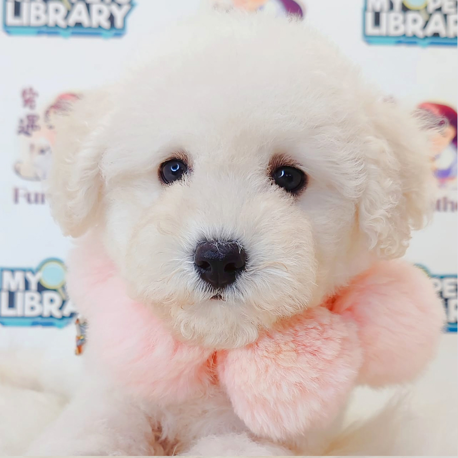 Toy Poodle Puppy