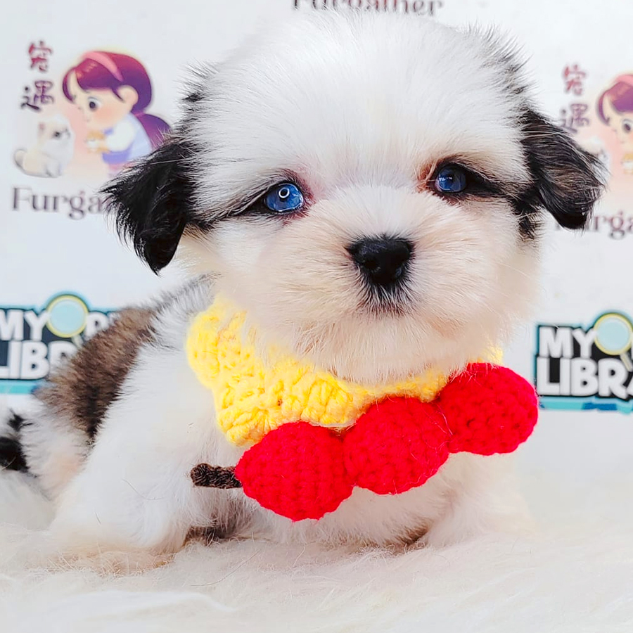 Shih Tzu Puppy