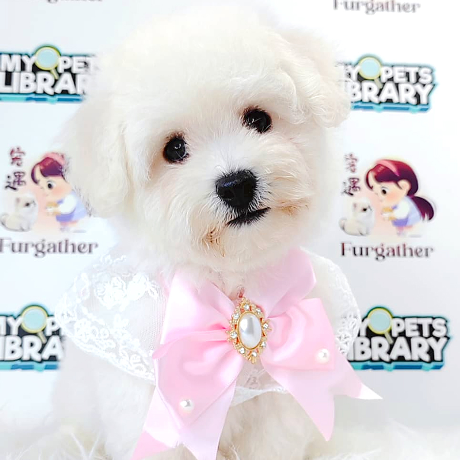Bichon Frise Puppy