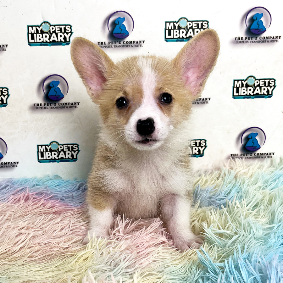 Welsh Corgi Puppy