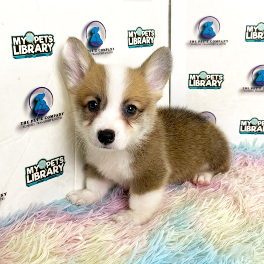 Welsh Corgi Puppy