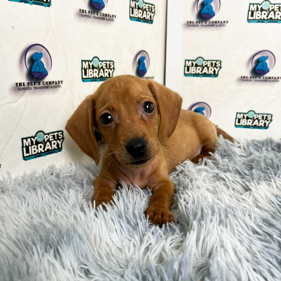 Daschund Puppy