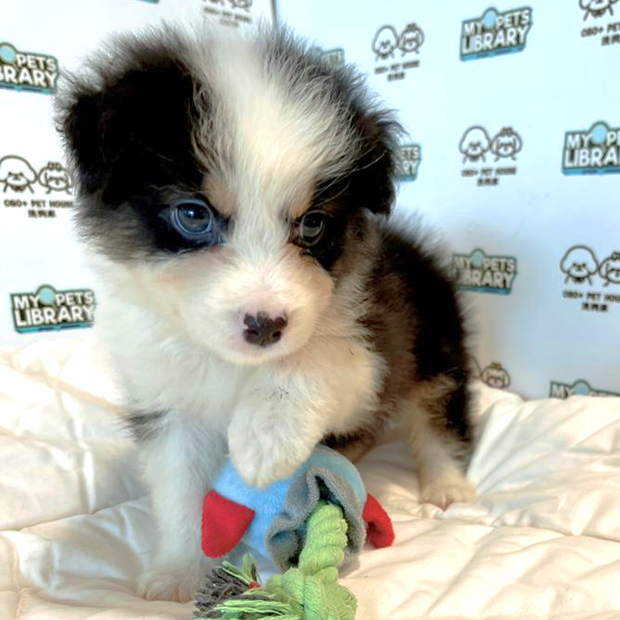 Australian Shepherd Puppy