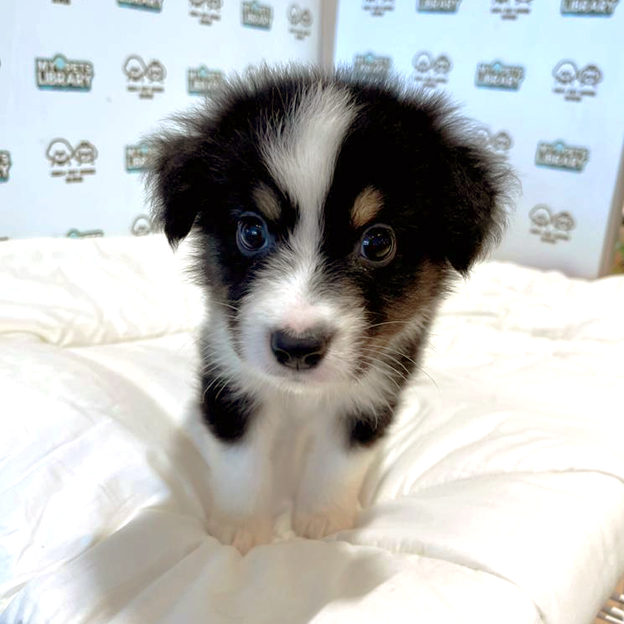 Australian Shepherd Puppy