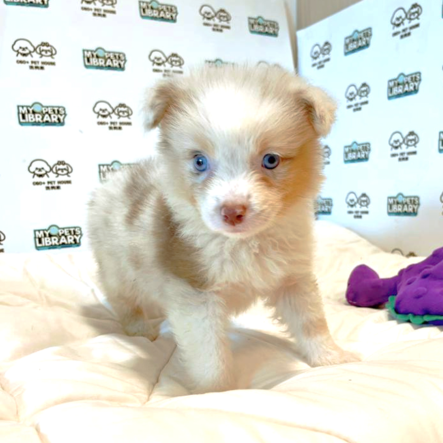 Australian Shepherd Puppy