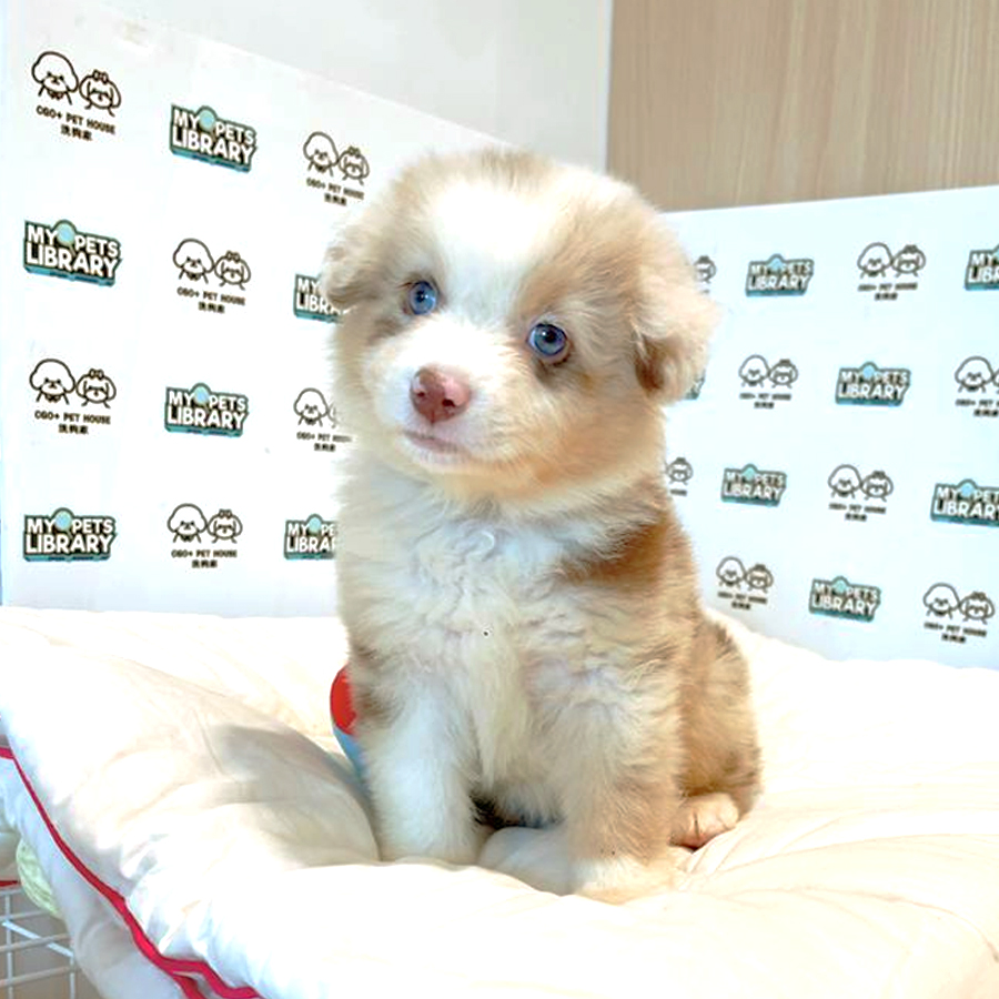 Australian Shepherd Puppy